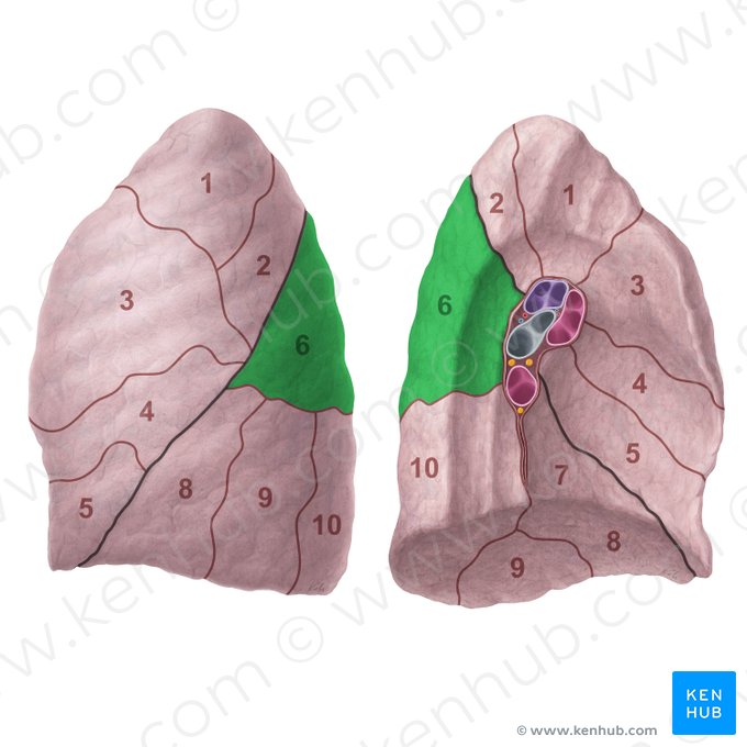 Segmentum superius pulmonis sinistri (Oberes Segment der linken Lunge); Bild: Paul Kim
