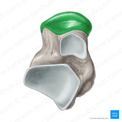 Cabeza del talus (Caput ossis tali); Imagen: Samantha Zimmerman