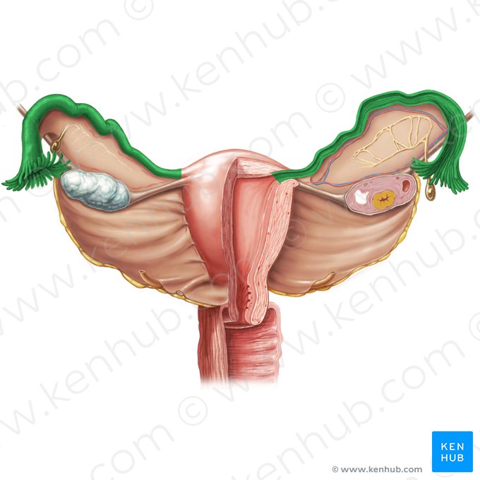 Uterine tube (Tuba uterina); Image: Samantha Zimmerman