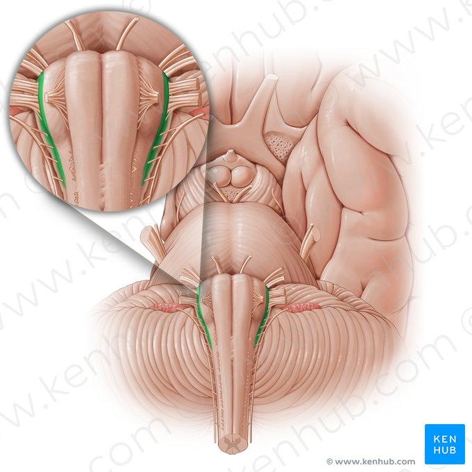 Sulcus retroolivaris (Retrooliväre Furche); Bild: Paul Kim