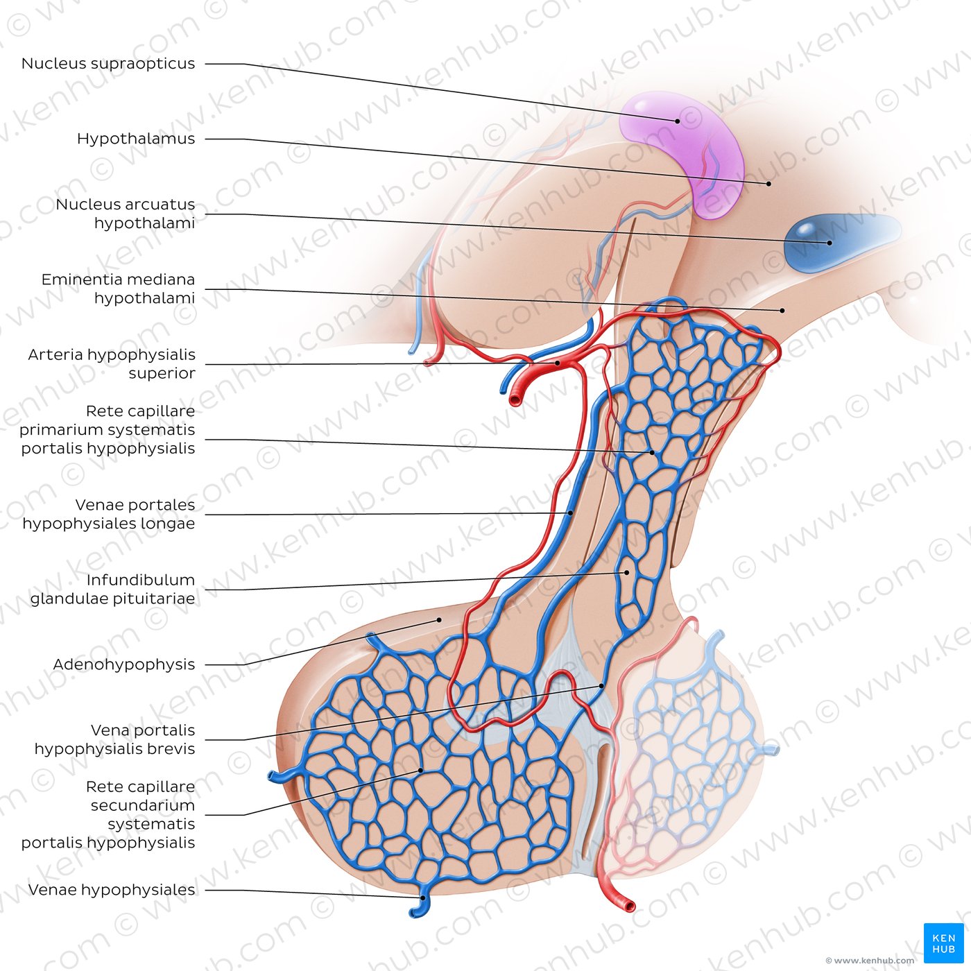 Adenohypophyse