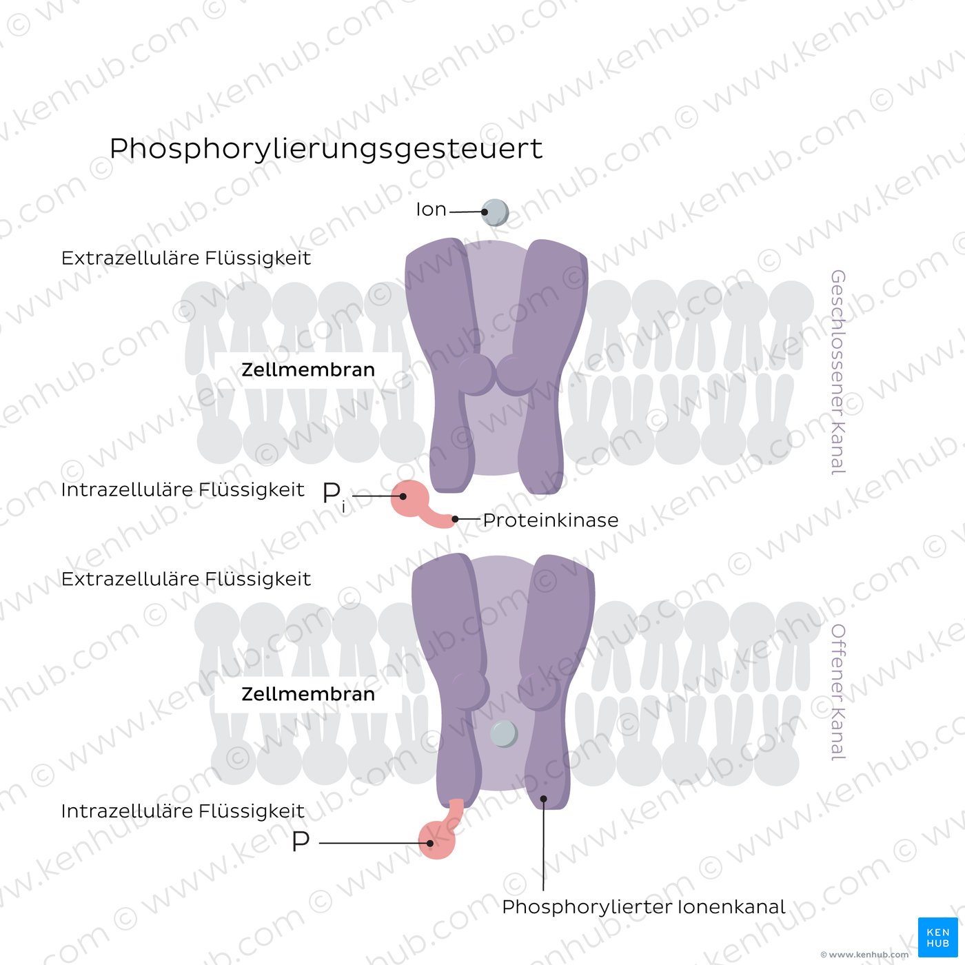 Phosphorylation-gated ion channels