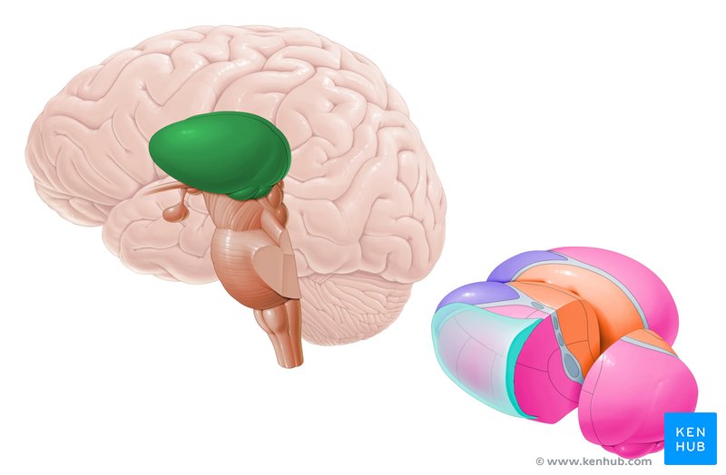 Thalamus