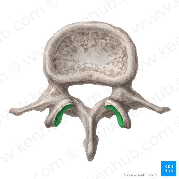 Superior articular facet of vertebra (Facies articularis superior vertebrae); Image: Liene Znotina