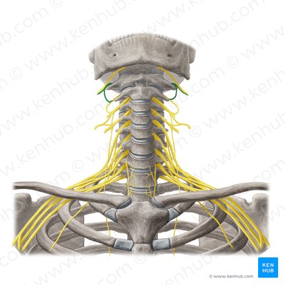 Nervus spinalis C1 (Spinalnerv C1); Bild: Yousun Koh