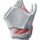 Muscles of the larynx