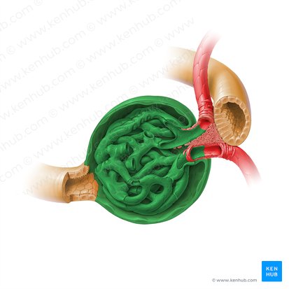 Renal corpuscle (Corpusculum renale); Image: Paul Kim