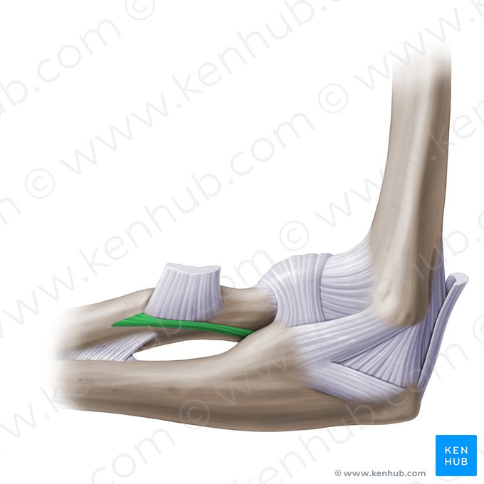 Corda oblíqua (Chorda obliqua); Imagem: Paul Kim