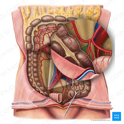 Artéria cecal posterior (Arteria caecalis posterior); Imagem: Irina Münstermann