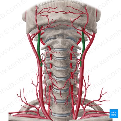 Arteria carótida interna (Arteria carotis interna); Imagen: Yousun Koh