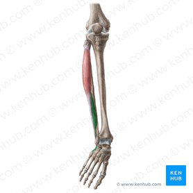 Músculo fibular corto (Musculus fibularis brevis); Imagen: Liene Znotina