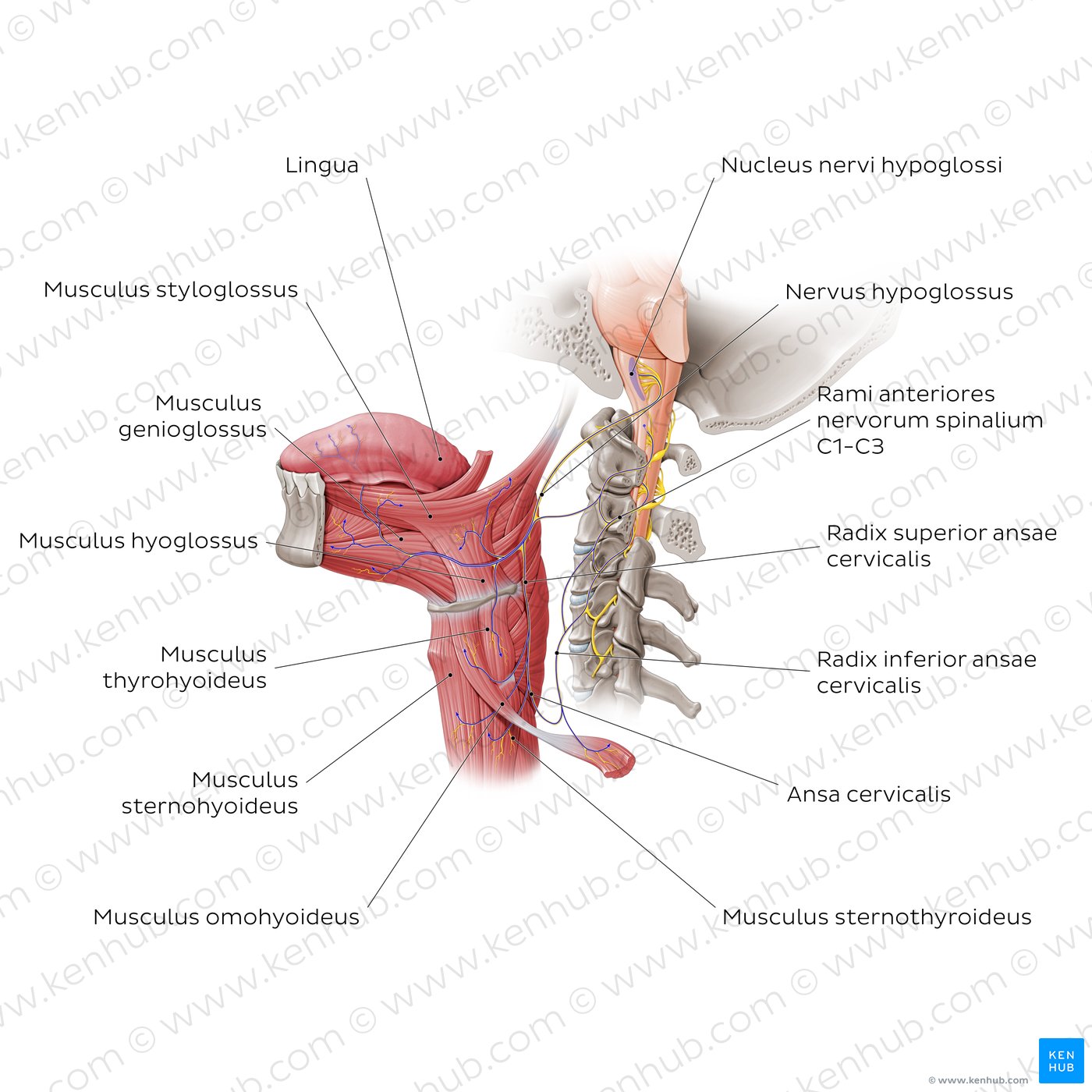 Overview of the n. hypoglossus