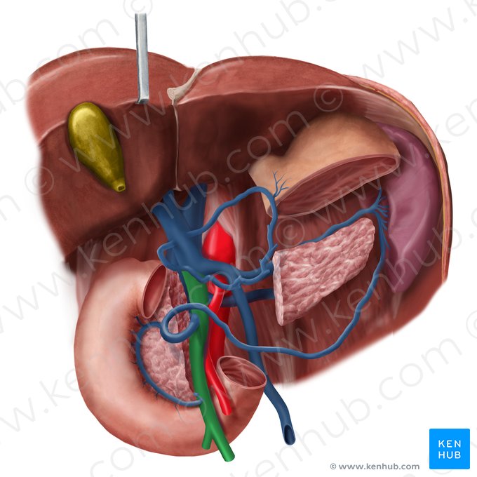 Superior mesenteric vein (Vena mesenterica superior); Image: Begoña Rodriguez