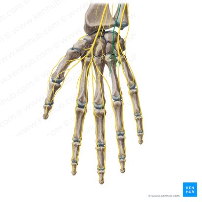 Ramo palmar del nervio ulnar (Ramus palmaris nervi ulnaris); Imagen: Yousun Koh