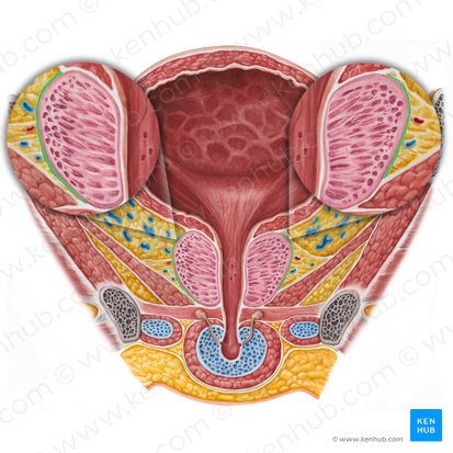 Capsula prostatae (Kapsel der Vorsteherdrüse); Bild: Irina Münstermann
