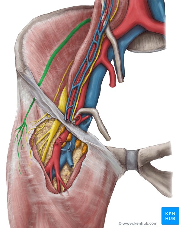 Nervus Cutaneus Femoris Lateralis übungen Nervus cutaneus femoris lateralis: Verlauf und Funktion | Kenhub