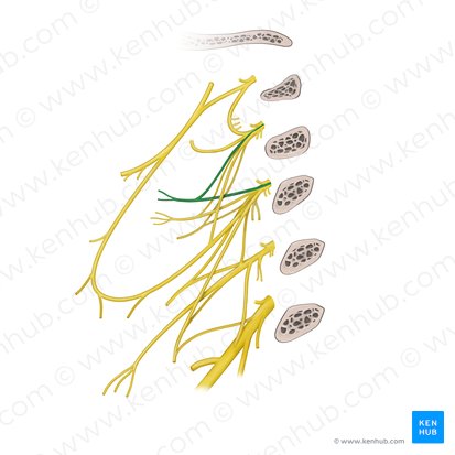 Great auricular nerve (Nervus auricularis magnus); Image: Begoña Rodriguez