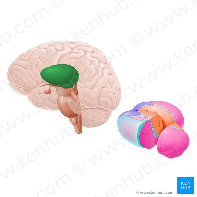 Tálamo (Thalamus); Imagen: Paul Kim