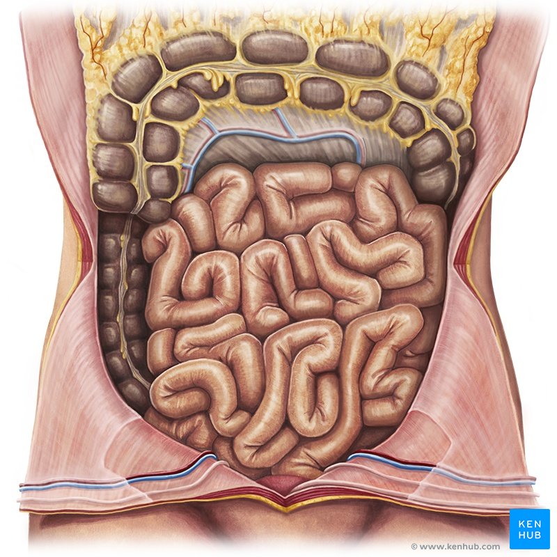 Small intestine - ventral view