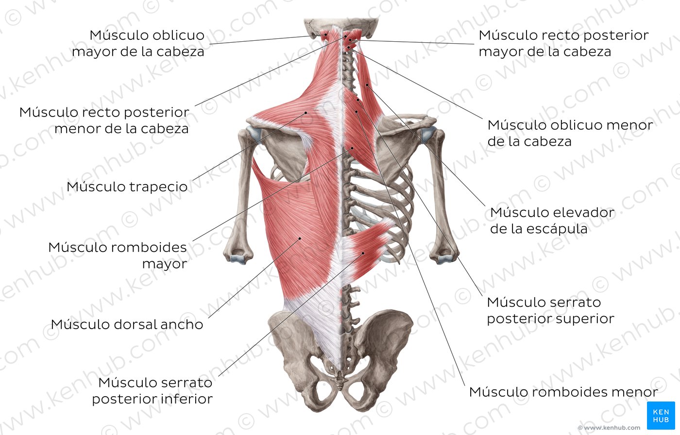 Anatomia De La Espalda Columna Y Musculos De La Espalda Kenhub