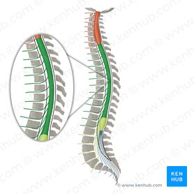 Spinal nerves T1-T12 (Nervi spinales T1-T12); Image: Irina Münstermann
