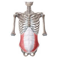 Abdominal wall