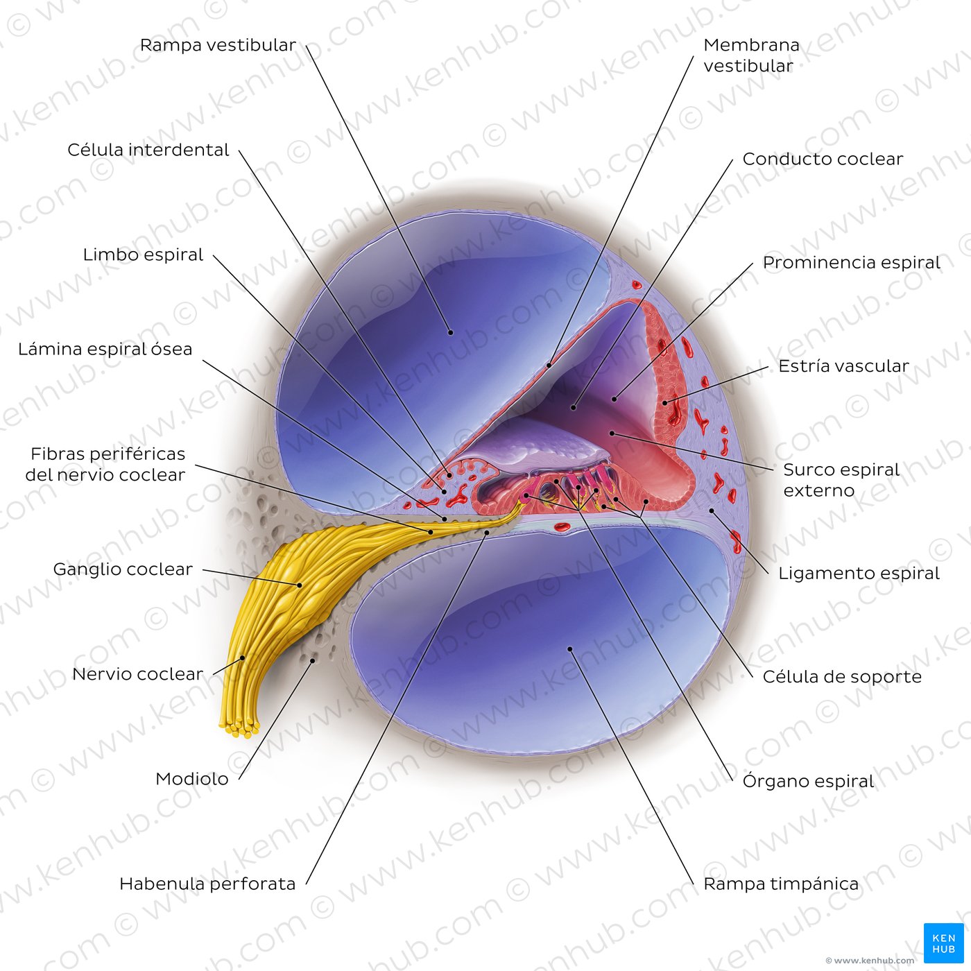 Cochlea: cross section