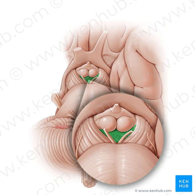 Posterior perforated substance (Substantia perforata posterior); Image: Paul Kim