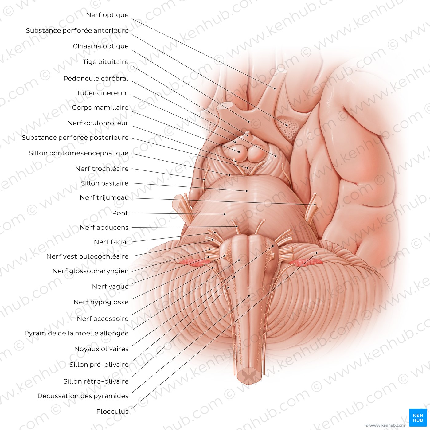 Anterior view of the brainstem