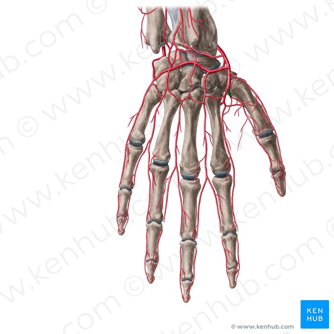 1.ª artéria metacarpal dorsal (Arteria metacarpea dorsalis 1); Imagem: Yousun Koh