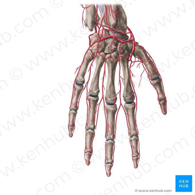 1st dorsal metacarpal artery (Arteria metacarpea dorsalis 1); Image: Yousun Koh