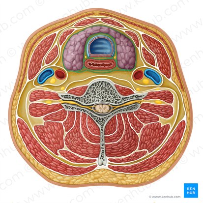 Visceral fascia (Fascia visceralis); Image: Irina Münstermann