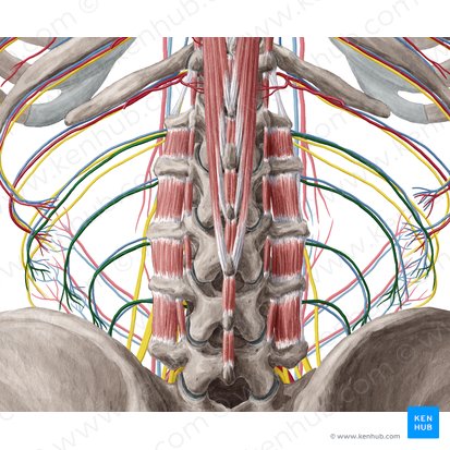 Lumbar arteries (Arteriae lumbales); Image: Yousun Koh