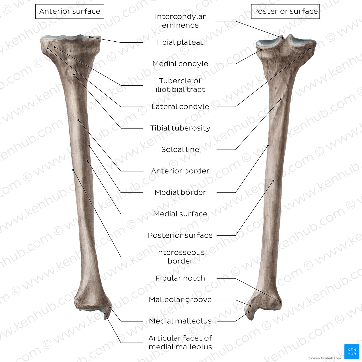 Parts, surfaces and landmarks of the tibia