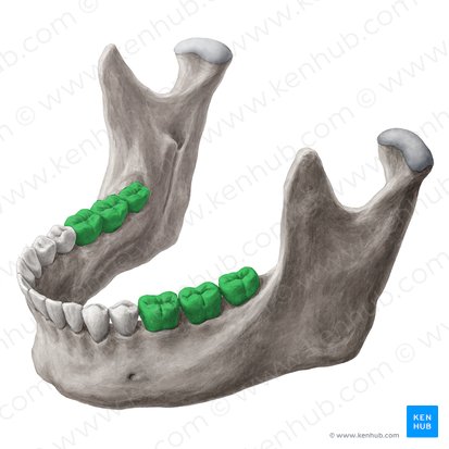 Molar teeth (Dentes molares); Image: Yousun Koh