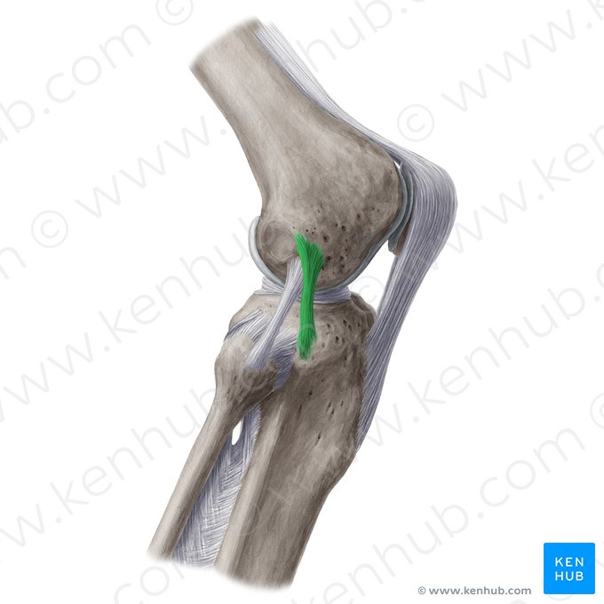 Anterolateral ligament of knee (Ligamentum anterolaterale genus); Image: Yousun Koh