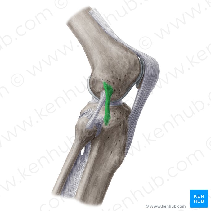 Ligamentum anterolaterale genus (Vorderes seitliches Band des Knies); Bild: Yousun Koh