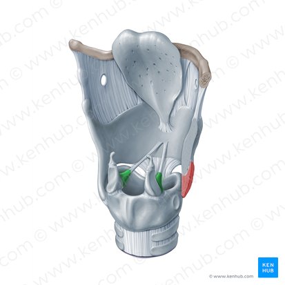 Vocal process of arytenoid cartilage (Processus vocalis cartilaginis arytenoideae); Image: Paul Kim