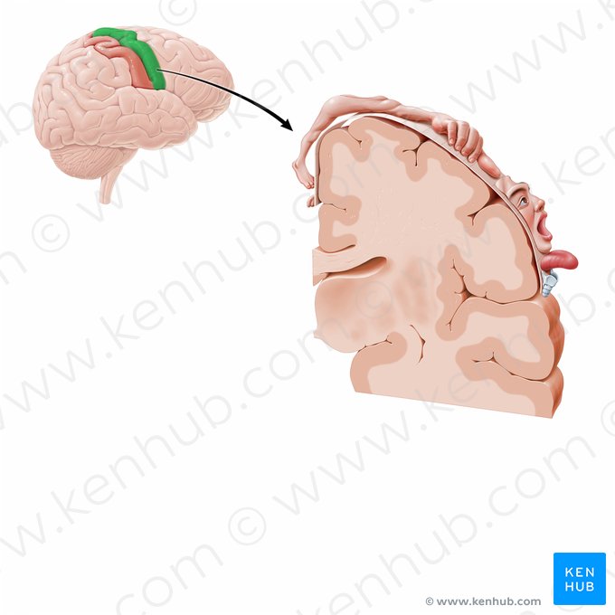 Gyrus precentralis (Vordere Zentralwindung); Bild: Paul Kim