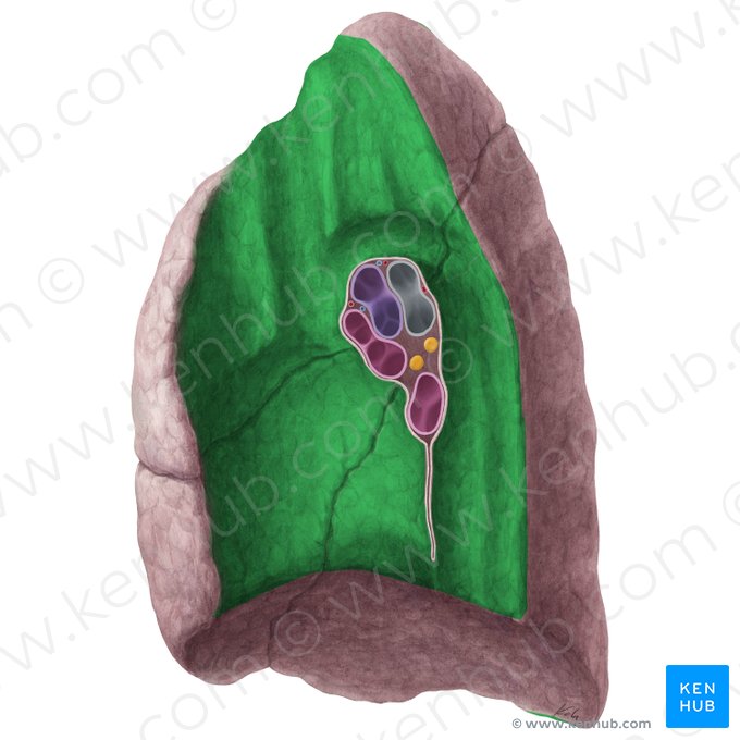 Mediastinal surface of right lung (Facies mediastinalis pulmonis dextri); Image: Yousun Koh