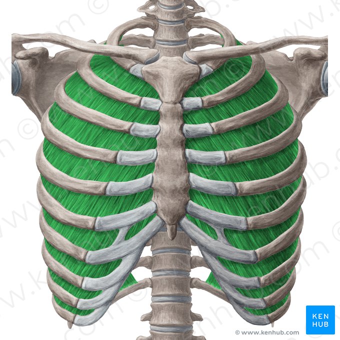 Musculi intercostales interni (Innere Zwischenrippenmuskeln); Bild: Yousun Koh