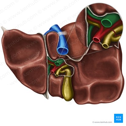 Veia porta hepática (Vena portae hepatis); Imagem: Irina Münstermann