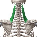 Musculus levator scapulae