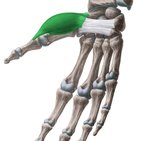 Abductor pollicis brevis muscle