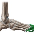 Phalanges of the foot