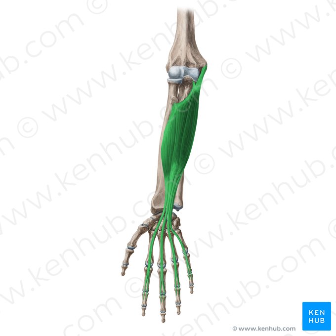 Músculo flexor superficial de los dedos (Musculus flexor digitorum superficialis); Imagen: Yousun Koh