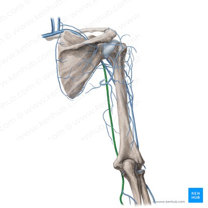 Basilic vein (Vena basilica); Image: Yousun Koh