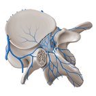 Veins of the vertebral column