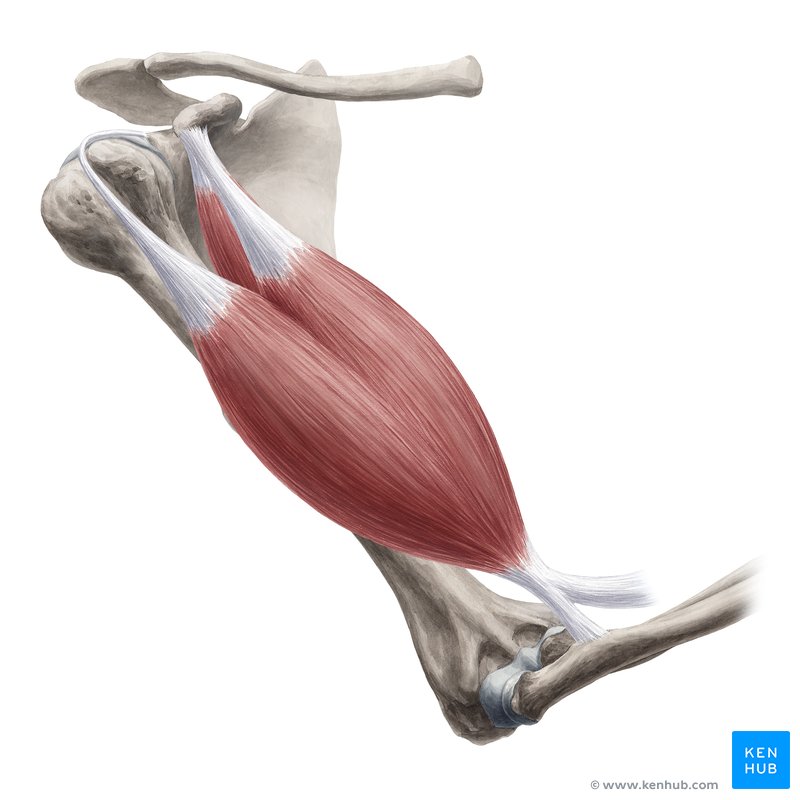 Biceps brachii muscle: Origin, insertion, action