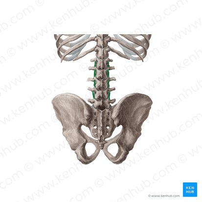 Medial intertransversarii lumborum muscles (Musculi intertransversarii mediales lumborum); Image: 